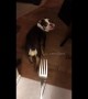Bulldog is plagued by irrational fear of forks
