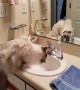Cat gets Excited to Drink from the Sink