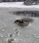 Firefighters rescue dog trapped in ice