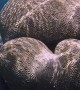 Heart Shaped Coral Discovered During Dive