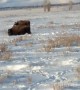 Beautiful Bison Migration in Wyoming
