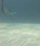 Dolphins Play with Puffer Fish