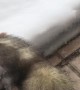 Adorable Ferret Encounters Snow For the First Time