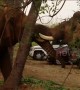 Wild and captive elephants baffle forest officials with their unlikely friendship