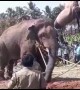 India’s most loved rogue elephant Chinna Thambi is finally captured