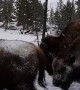 Yellowstone Park Welcoming Committee