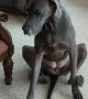 Great Dane Uses Both Legs to Scratch