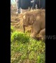 Elephant calf rescued from irrigation well in Indian farm