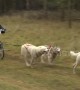 Excited huskies mush around Suffolk forest in dog-racing championship