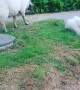 Dog and Rescued Sheep Become Best Friends