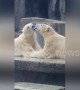 French kissing polar bears captivate visitors at Budapest zoo