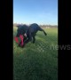 Cocker spaniel puppy tangles himself in frisbee while playing fetch