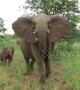 Aussie tourists encounter terrifying elephant stampede in Kruger National Park
