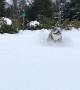 A Pair of Powder Pups