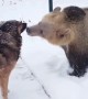 Bear and Dog Playing in the Snow