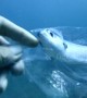 Diver rescues tiny fish stuck inside plastic bag