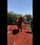 Orphaned baby elephant bottle feeds itself at Kenyan sanctuary
