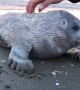 Seal Pup Gets a Good Scratch