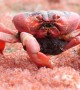 Female Crab Eats Young on the Run