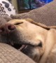 Sleeping Pooch Snores Loudly
