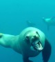 Sea Lion Attempts Attack On Diver In California