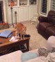 Cat and Dog have Sibling Spat