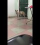 Sneaky dog tiptoes his way around the house