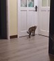 Crafty Cat Can Open the Door