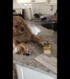 Desperate for a cuppa: golden re-tea-ver tries to grab box from countertop
