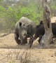 Huge rhino effortlessly steals shady spot from group of buffalo during heatwave