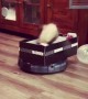 Ferret Goes For a Vacuum Robot Ride
