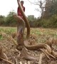 Cobra found choking with snail shell wrapped around its body in eastern India