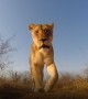 Lioness incredibly plays with camera in Kruger National Park