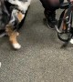 This Doggy Can't Contain Love For Daycare