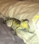 Baby crocodile makes cute disappointed noises after hiding spot compromised