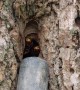 Hornets vacuumed out of HUGE nest found in tree trunk