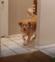 Dog reuniting with their owners after being away