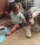 Baby adorably hand feeds dog food to Australian Shepherd