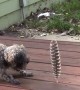 Little dog is afraid of the big feather