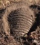 Armadillo Digging in the Dirt