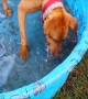 Silly Dog can\'t Figure out Water