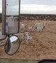Cute Cows Cause Slow Commute