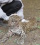 Leopard cub learns to walk again after being paralysed in road accident