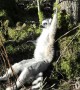 UK zoo lemurs enjoy February heatwave