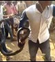Deadly 16-foot king cobra captured in India after it tried to enter a home