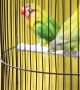 Caged to compete: Indonesia's bird singing competition
