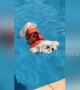 Dog rides out the Aussie heatwave by chilling in the pool