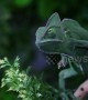Blink and you’ll miss it! Veiled chameleon catches locust in one quick motion