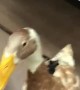 Discovering a Pet Duck in a Supercenter