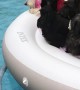 Eight Pups in the Pool